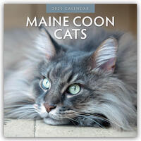 Maine Coon Cats – Maine Coon Katzen 2025 – 16-Monatskalender