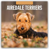 Airdale Terriers – Airdale Terrier 2025 – 16-Monatskalender