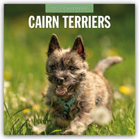 Cairn Terriers – Cairn Terrier 2025 – 16-Monatskalender