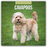 Cavapoos – Cavapoo 2025 – 16-Monatskalender