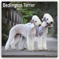 Bedlington Terrier 2025- 16-Monatskalender