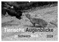 Tierische Augenblicke in Schwarz-Weiß (Wandkalender 2024 DIN A2 quer), CALVENDO Monatskalender