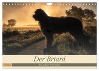 Der Briard 2024 - Ein echter Charmeur (Wandkalender 2024 DIN A4 quer), CALVENDO Monatskalender