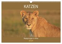 Katzen - Begegnungen in Afrika (Wandkalender 2024 DIN A3 quer), CALVENDO Monatskalender
