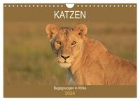 Katzen - Begegnungen in Afrika (Wandkalender 2024 DIN A4 quer), CALVENDO Monatskalender