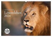 Emotionale Momente: Löwenleben (Wandkalender 2024 DIN A2 quer), CALVENDO Monatskalender