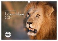 Emotionale Momente: Löwenleben (Wandkalender 2024 DIN A3 quer), CALVENDO Monatskalender