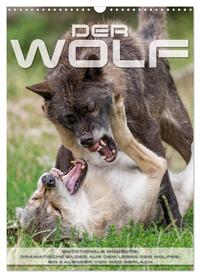 Emotionale Momente: Der Wolf. (Wandkalender 2024 DIN A3 hoch), CALVENDO Monatskalender
