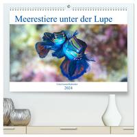 Meerestiere unter der Lupe - Unterwasserkalender (hochwertiger Premium Wandkalender 2024 DIN A2 quer), Kunstdruck in Hochglanz