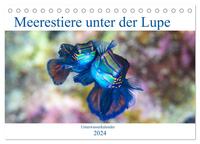 Meerestiere unter der Lupe - Unterwasserkalender (Tischkalender 2024 DIN A5 quer), CALVENDO Monatskalender