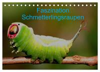 Faszination Schmetterlingsraupen (Tischkalender 2024 DIN A5 quer), CALVENDO Monatskalender