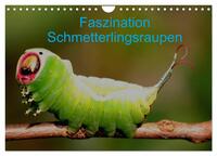 Faszination Schmetterlingsraupen (Wandkalender 2024 DIN A4 quer), CALVENDO Monatskalender