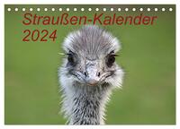 Straußen-Kalender 2024 (Tischkalender 2024 DIN A5 quer), CALVENDO Monatskalender