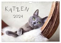 Katzen 2024 (Wandkalender 2024 DIN A4 quer), CALVENDO Monatskalender
