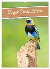 Vögel Costa Ricas (Wandkalender 2025 DIN A2 hoch), CALVENDO Monatskalender