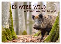 ES WIRD WILD Wildtiere von klein bis groß (Wandkalender 2025 DIN A2 quer), CALVENDO Monatskalender