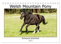 Welsh Mountain Pony - Schwarze Schönheit (Tischkalender 2025 DIN A5 quer), CALVENDO Monatskalender