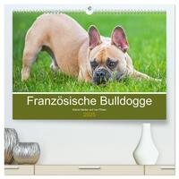 Französische Bulldogge - Kleine Helden auf vier Pfoten (hochwertiger Premium Wandkalender 2025 DIN A2 quer), Kunstdruck in Hochglanz