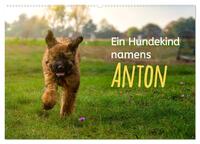 Ein Hundekind namens Anton (Wandkalender 2025 DIN A2 quer), CALVENDO Monatskalender