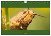 Schicke Krabbler (Wandkalender 2025 DIN A4 quer), CALVENDO Monatskalender