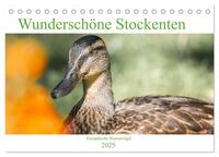 Wunderschöne Stockenten - Europäische Wasservögel (Tischkalender 2025 DIN A5 quer), CALVENDO Monatskalender