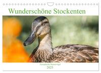 Wunderschöne Stockenten - Europäische Wasservögel (Wandkalender 2025 DIN A4 quer), CALVENDO Monatskalender