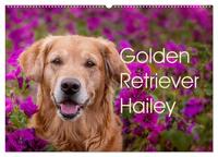 Golden Retriever Hailey Fotokalender (Wandkalender 2025 DIN A2 quer), CALVENDO Monatskalender
