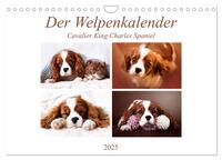 Der Welpenkalender - Cavalier King Charles Spaniel (Wandkalender 2025 DIN A4 quer), CALVENDO Monatskalender