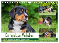 Ein Hund zum Verlieben - Großer Schweizer Sennenhund (Wandkalender 2025 DIN A4 quer), CALVENDO Monatskalender