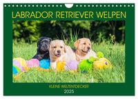 Labrador Retriever Welpen - Kleine Weltentdecker (Wandkalender 2025 DIN A4 quer), CALVENDO Monatskalender