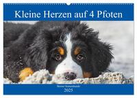 Kleine Herzen auf 4 Pfoten - Berner Sennenhunde (Wandkalender 2025 DIN A2 quer), CALVENDO Monatskalender