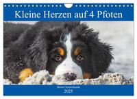 Kleine Herzen auf 4 Pfoten - Berner Sennenhunde (Wandkalender 2025 DIN A4 quer), CALVENDO Monatskalender