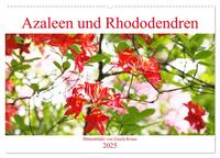 Azaleen und Rhododendren Blütenbilder (Wandkalender 2025 DIN A2 quer), CALVENDO Monatskalender