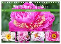 Pfingstrosenblüten (Wandkalender 2025 DIN A4 quer), CALVENDO Monatskalender