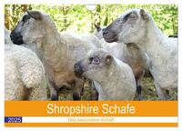 Shropshire Schafe (Wandkalender 2025 DIN A4 quer), CALVENDO Monatskalender