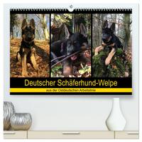 Deutscher Schäferhund-Welpe - aus der Ostdeutschen Arbeitslinie (hochwertiger Premium Wandkalender 2025 DIN A2 quer), Kunstdruck in Hochglanz