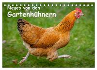 Neues von den Gartenhühnern (Tischkalender 2025 DIN A5 quer), CALVENDO Monatskalender