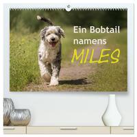Ein Bobtail namens Miles (hochwertiger Premium Wandkalender 2025 DIN A2 quer), Kunstdruck in Hochglanz