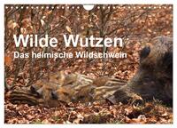 Wilde Wutzen. Das heimische Wildschwein (Wandkalender 2025 DIN A4 quer), CALVENDO Monatskalender