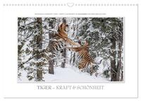 Emotionale Momente: Tiger - Kraft & Schönheit. / CH-Version (Wandkalender 2025 DIN A3 quer), CALVENDO Monatskalender