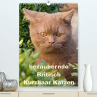 bezaubernde Britisch Kurzhaar Katzen (Premium, hochwertiger DIN A2 Wandkalender 2022, Kunstdruck in Hochglanz)
