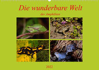 Die wunderbare Welt der Amphibien (Wandkalender 2022 DIN A2 quer)