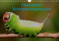 Faszination Schmetterlingsraupen (Wandkalender 2022 DIN A4 quer)