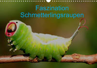 Faszination Schmetterlingsraupen (Wandkalender 2022 DIN A3 quer)