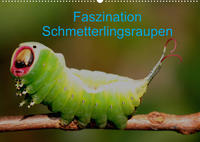 Faszination Schmetterlingsraupen (Wandkalender 2022 DIN A2 quer)