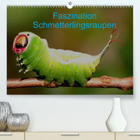 Faszination Schmetterlingsraupen (Premium, hochwertiger DIN A2 Wandkalender 2022, Kunstdruck in Hochglanz)