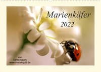 Marienkäfer / 2022 (Wandkalender 2022 DIN A2 quer)