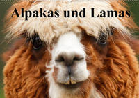 Alpakas und Lamas (Wandkalender 2022 DIN A2 quer)