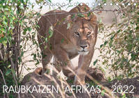 Raubkatzen Afrikas (Tischkalender 2022 DIN A5 quer)