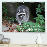 Der kleine Räuber mit Maske - Waschbären (Premium, hochwertiger DIN A2 Wandkalender 2022, Kunstdruck in Hochglanz)